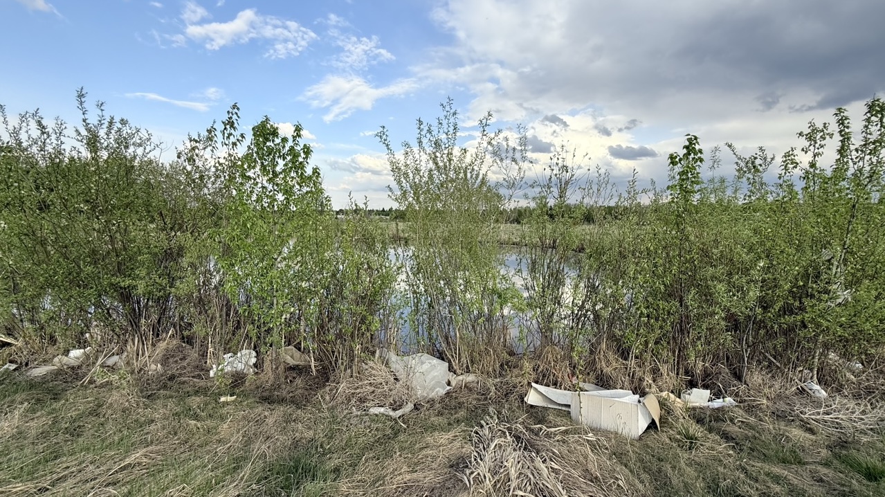 Debris clogs a shoreline in Riverside wetlands