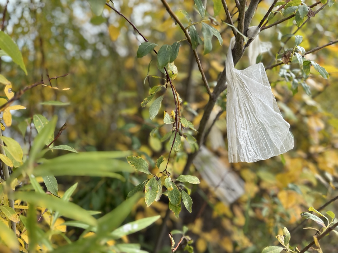 Plastic caught in trees, Riverside
