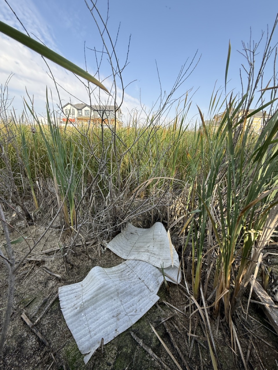 Foam fragments in White Spruce Forest