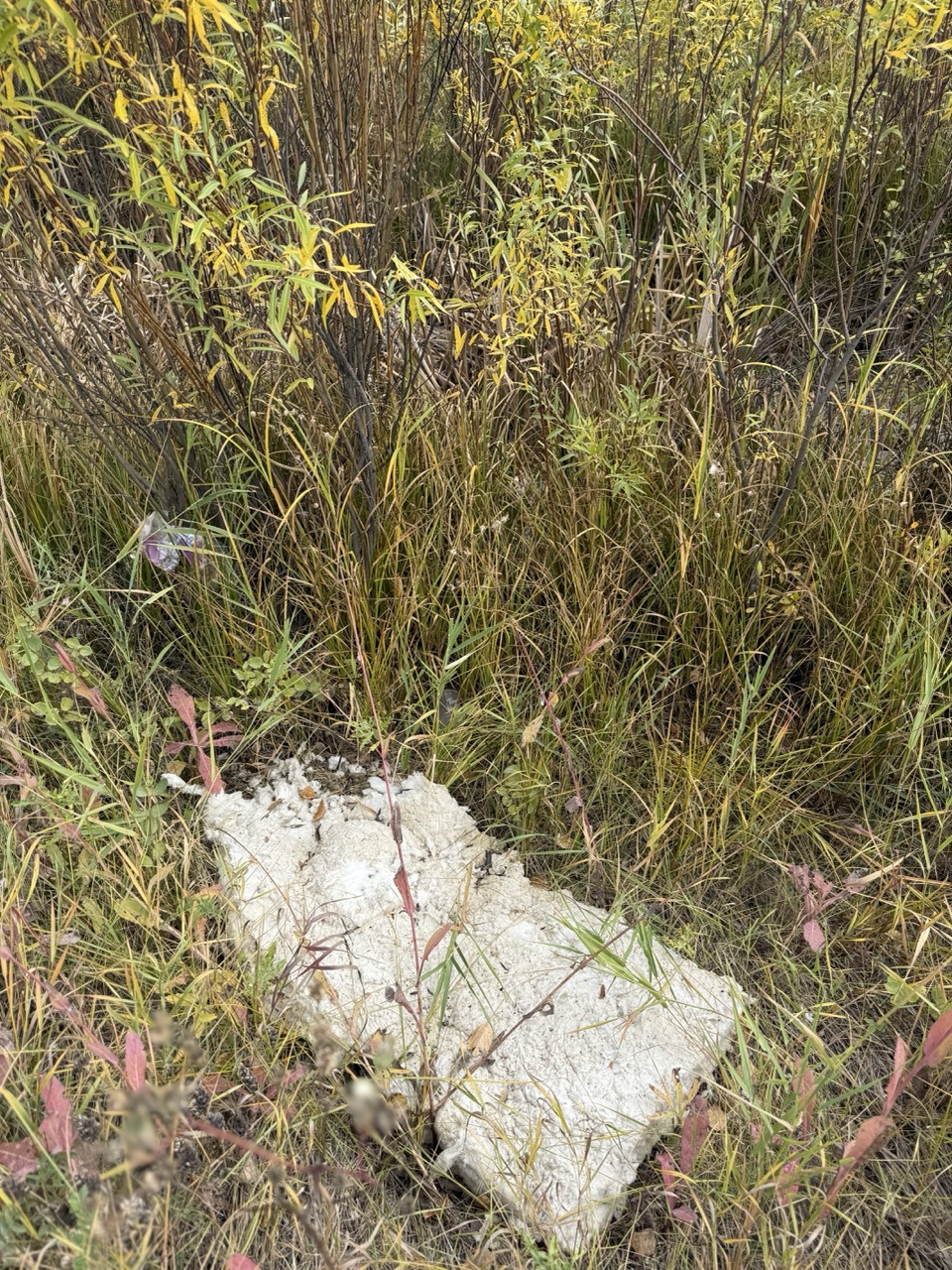 Insulation debris in White Spruce Forest