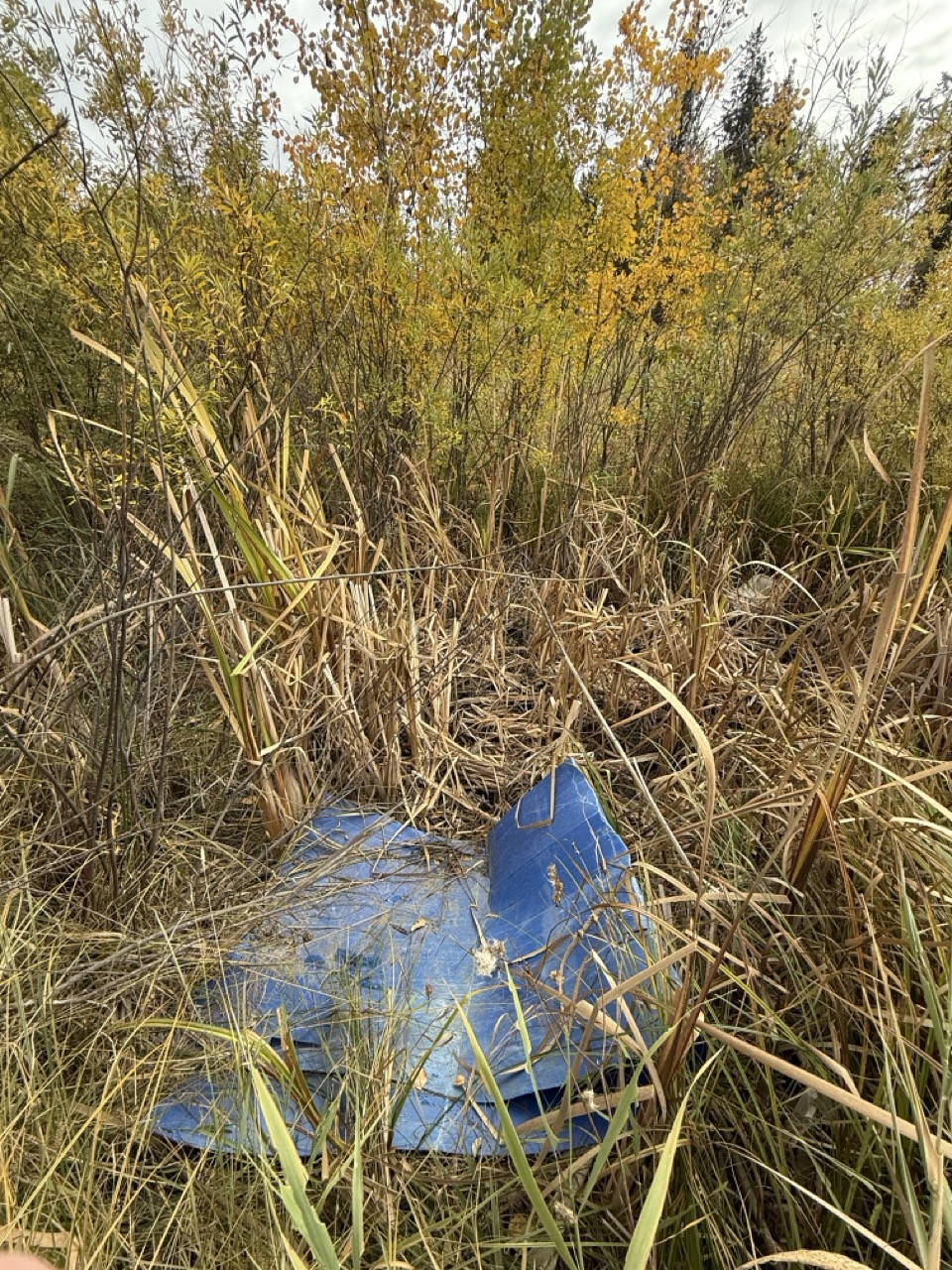 Plastic sheet in White Spruce Forest