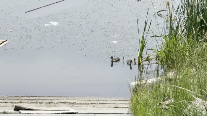 Ducks swimming in construction waste, Riverside, St. Albert